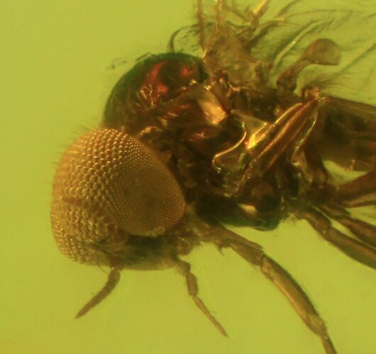Detailed Fossil Fly (Simuliidae) In Baltic Amber #50641